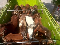 Tanpa Dokumen Resmi, Satgas Pamtas Yonif 742/SWY Amankan 23 Hewan Ternak Yang Masuk ke Indonesia